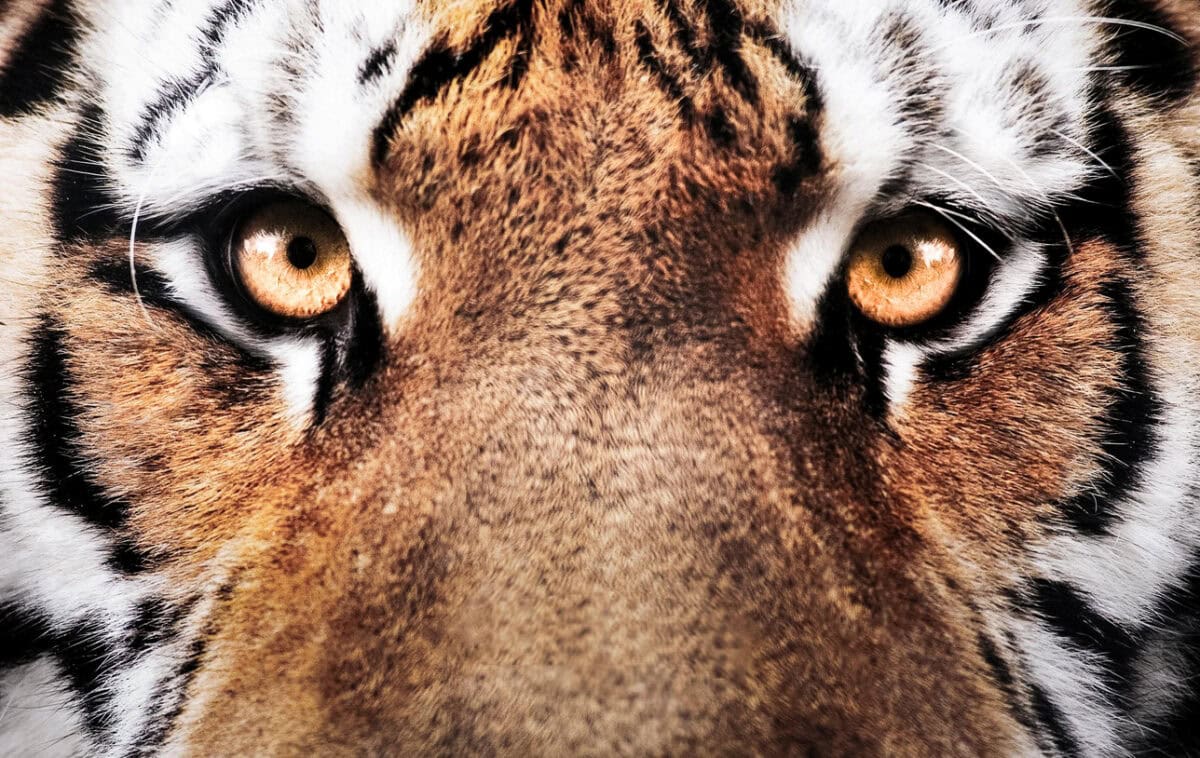 Tiger Trust Award