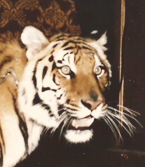 tiger