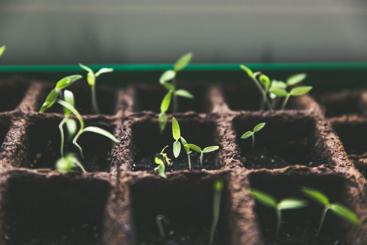 Growing plants