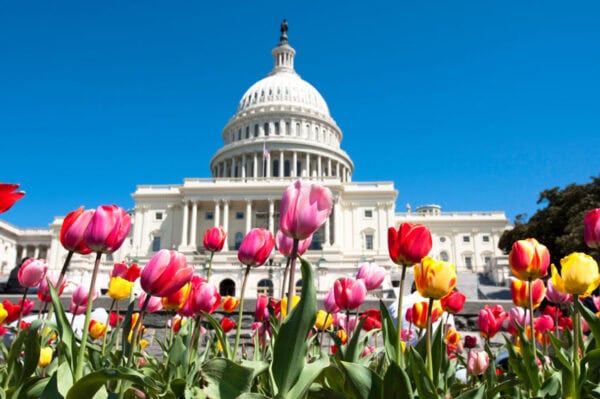 smltulipCapitol