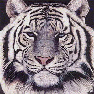 tiger