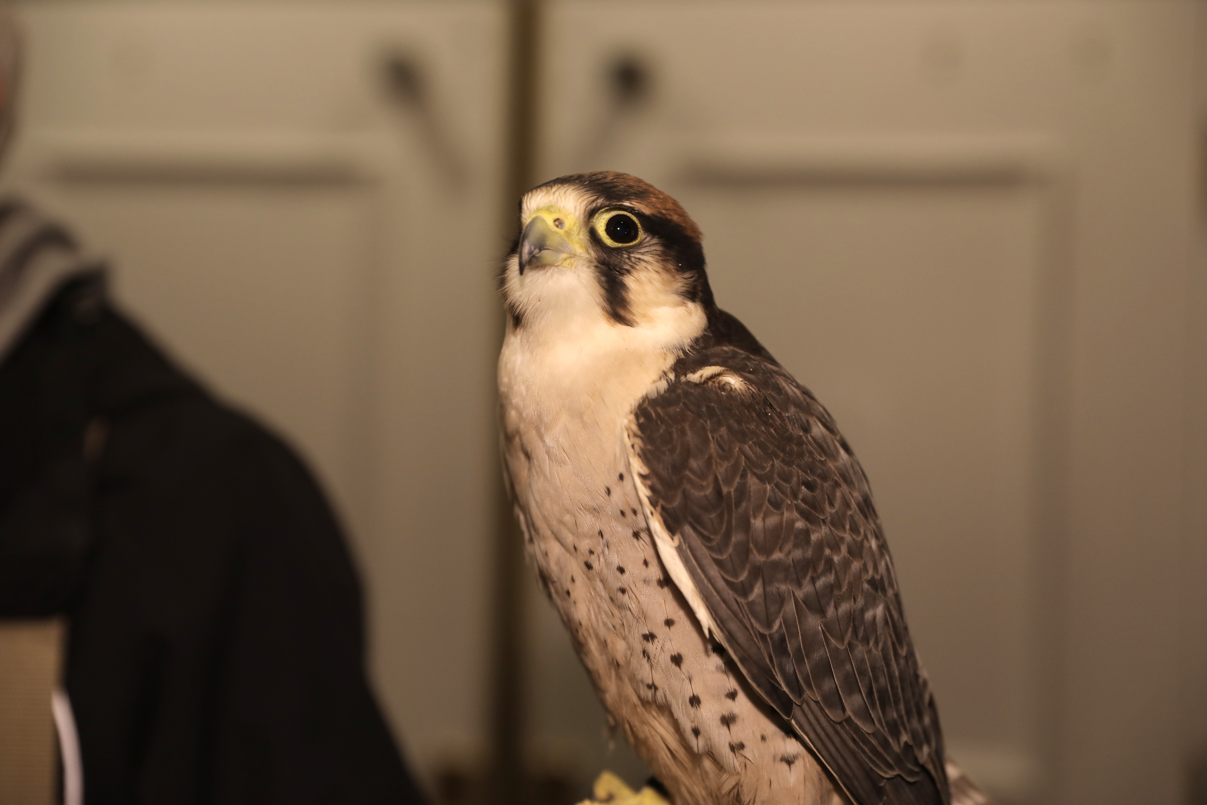 11 birds of prey