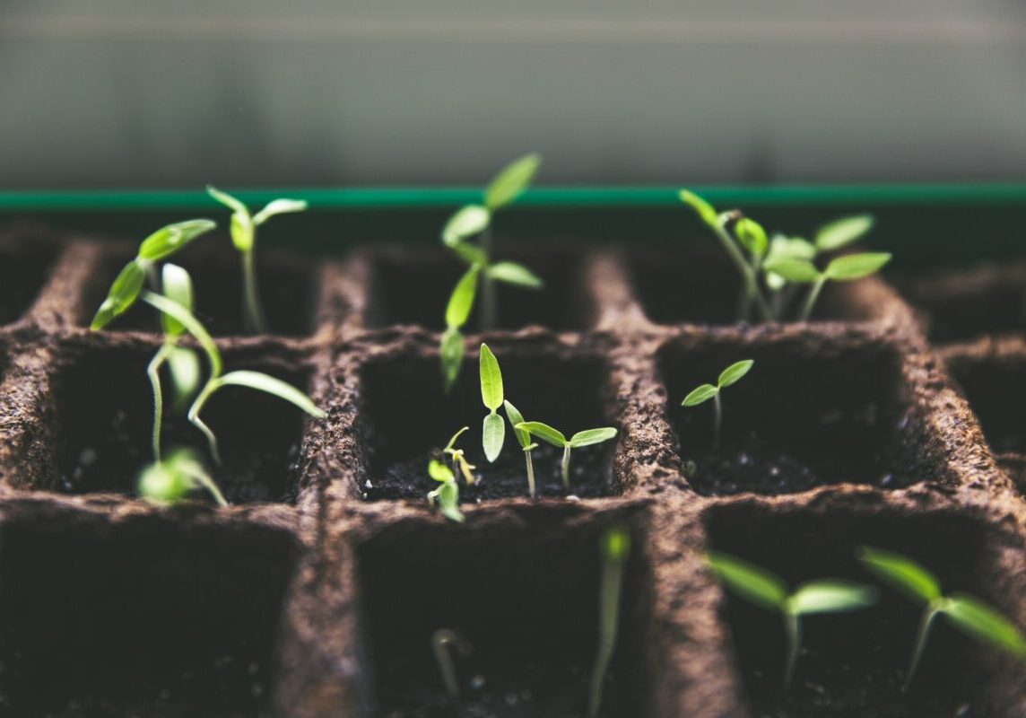 Growing plants